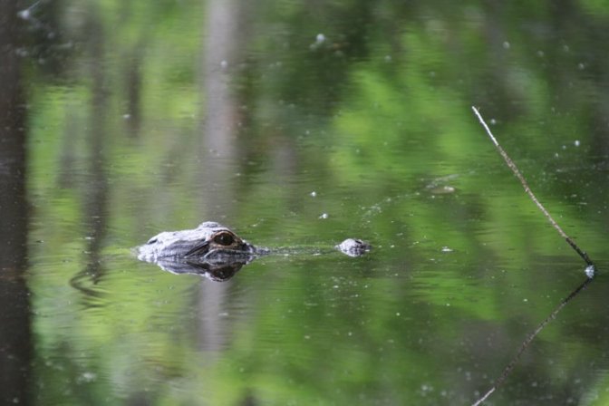 charlestons-eden-magnolia-plantation-and-gardens-2