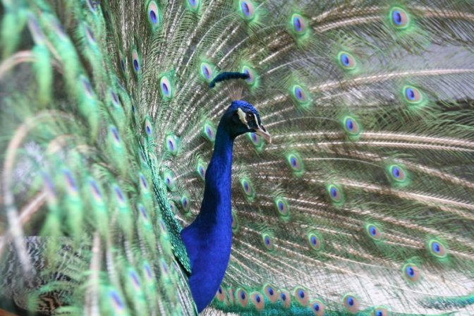 Peacocks were among the attractions in the Magnolia Gardens petting zoo.