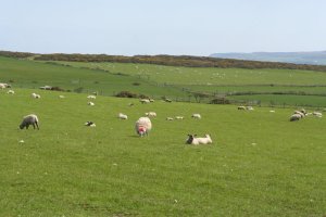 Ireland & N. Ireland 2012