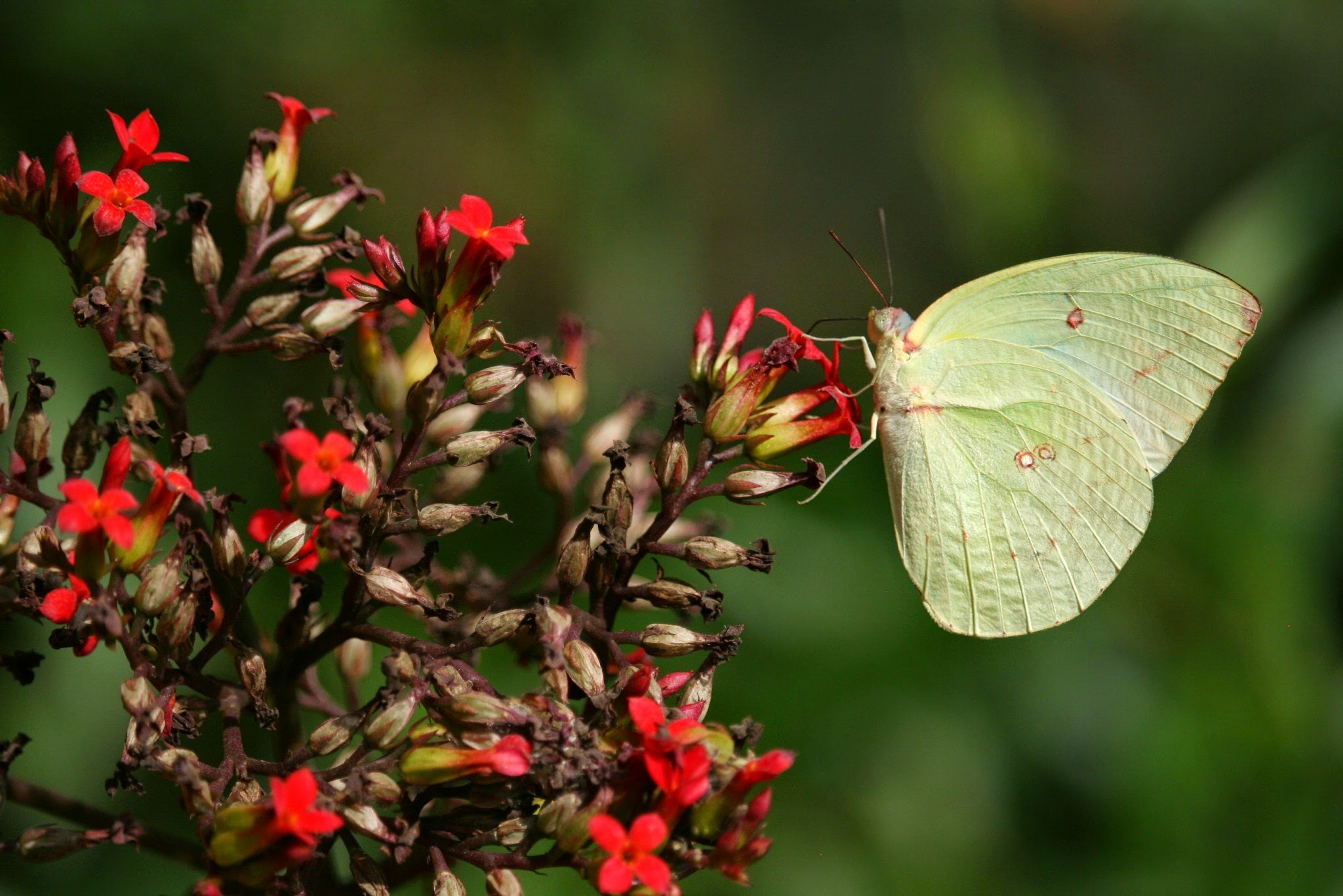 Siam Insect Zoo on our day trip from Chiang Mai