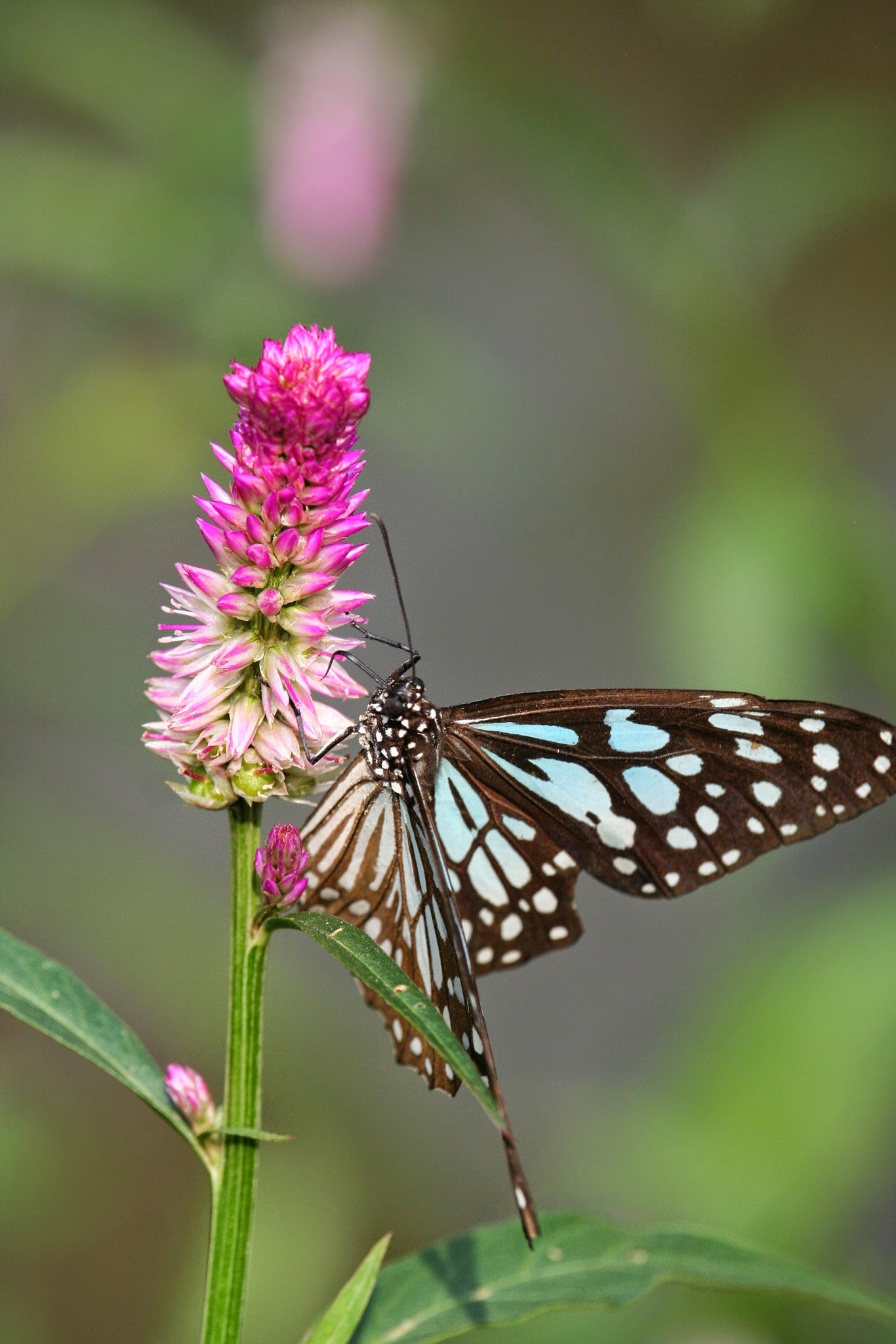 Siam Insect Zoo on our day trip from Chiang Mai