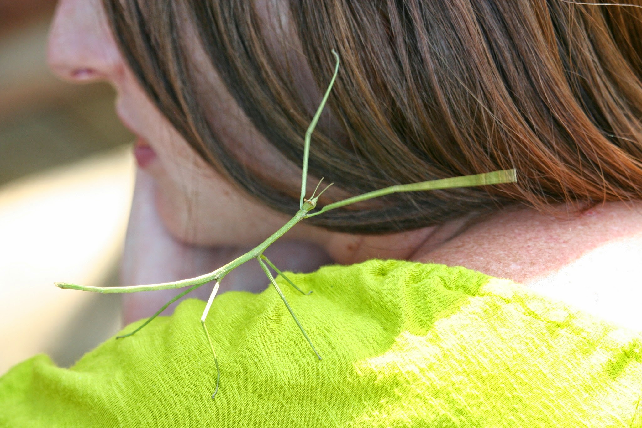 Siam Insect Zoo on our day trip from Chiang Mai